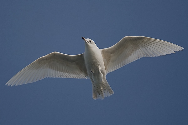 Iceland Gull