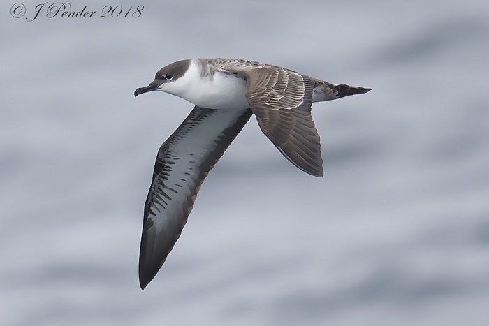 Great Shearwater