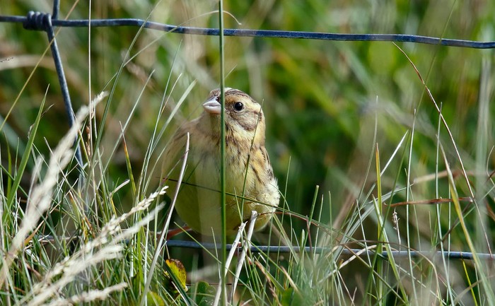 Yellow-breasted Bunting