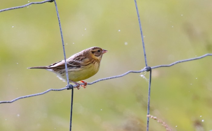 Yellow-breasted Bunting
