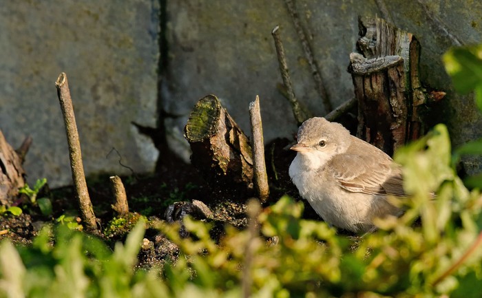 Barred Warbler