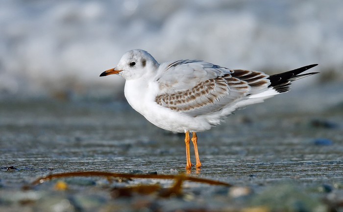 Black-headed Gull