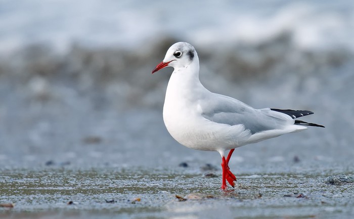 Black-headed Gull