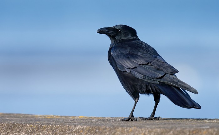 Carrion Crow