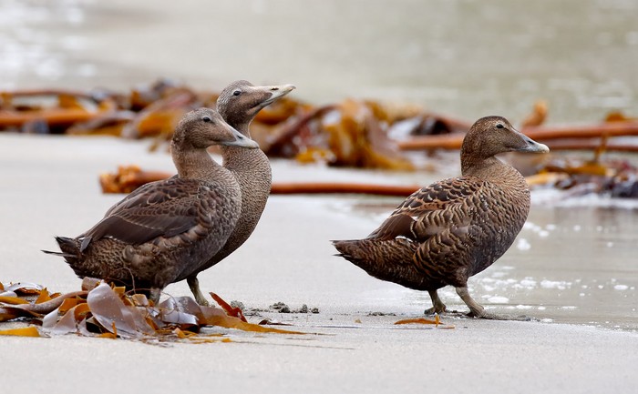 Eider