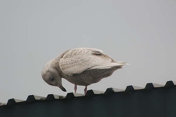 Iceland Gull