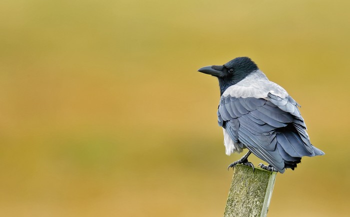 Hooded Crow