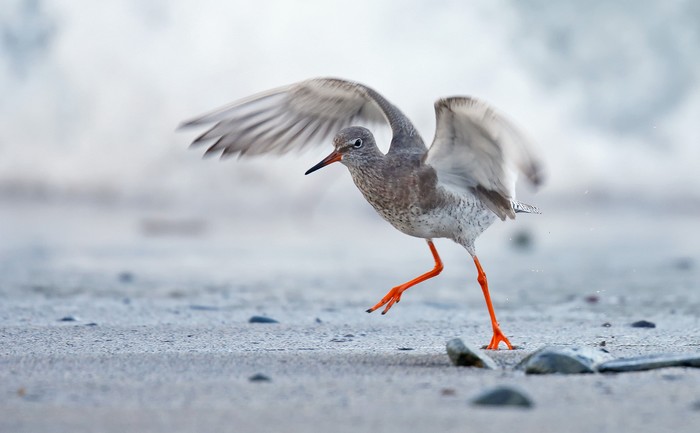 Redshank