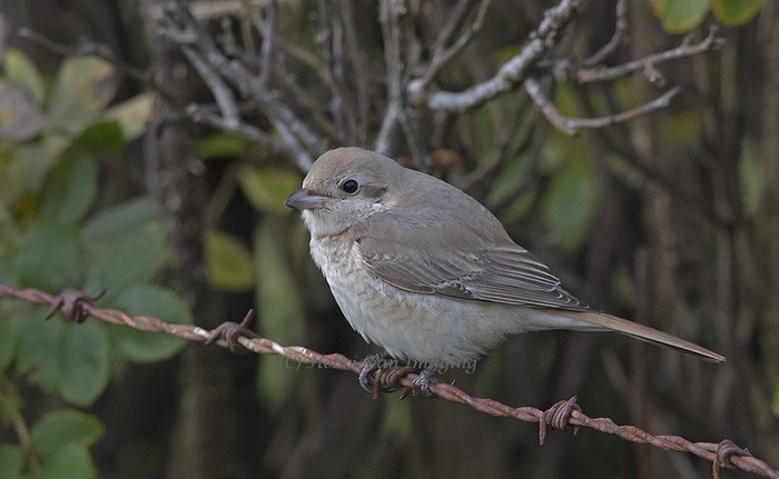 Isabelline Shrike
