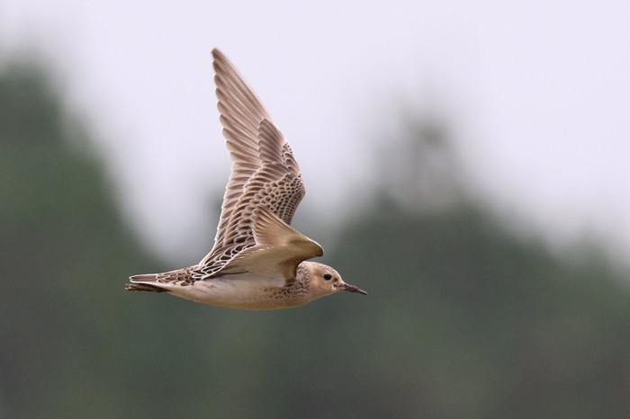 Buff-breasted Sandpiper