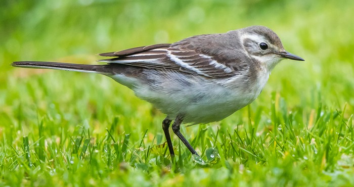 Citrine Wagtail