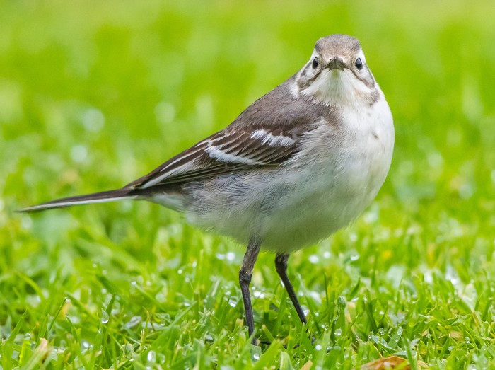 Citrine Wagtail