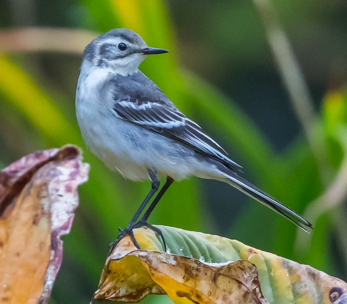 Citrine Wagtail