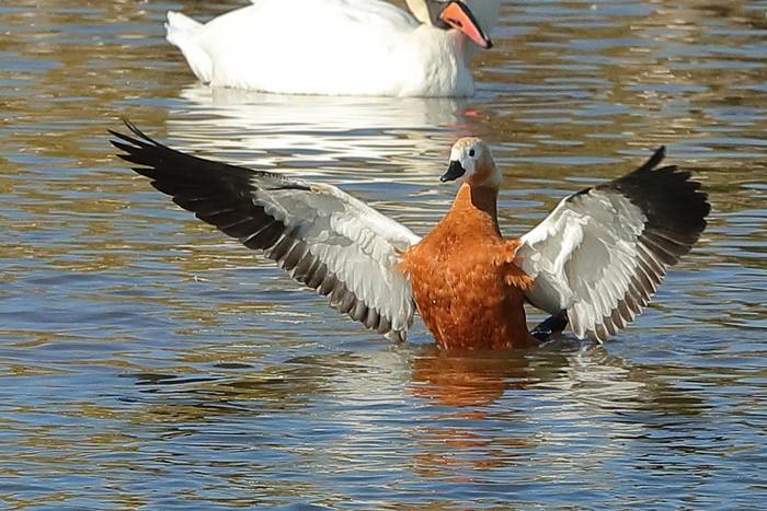 Ruddy Shelduck