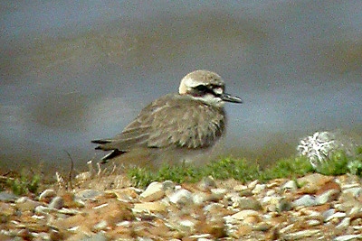 Greater Sand Plover