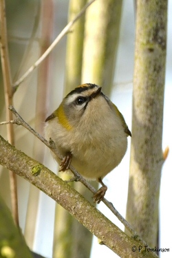 Firecrest