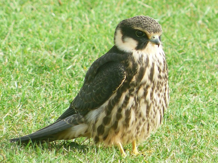 Hobby