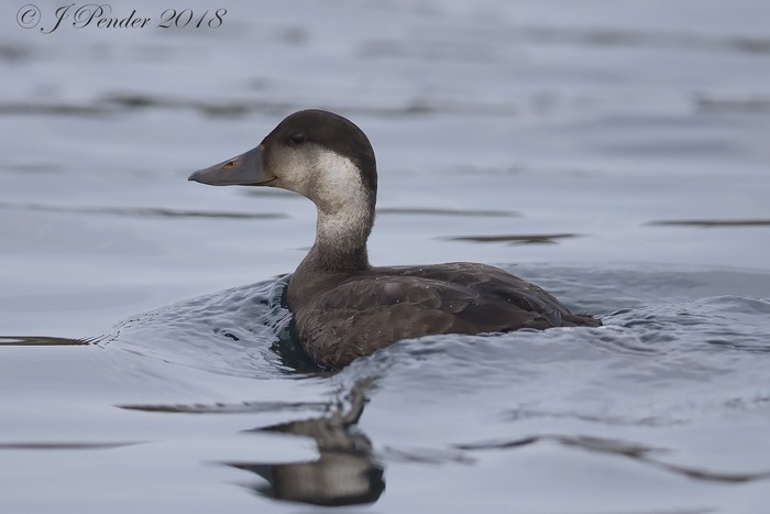 Common Scoter