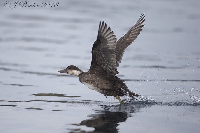 Common Scoter
