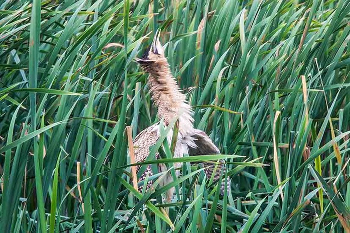 Bittern