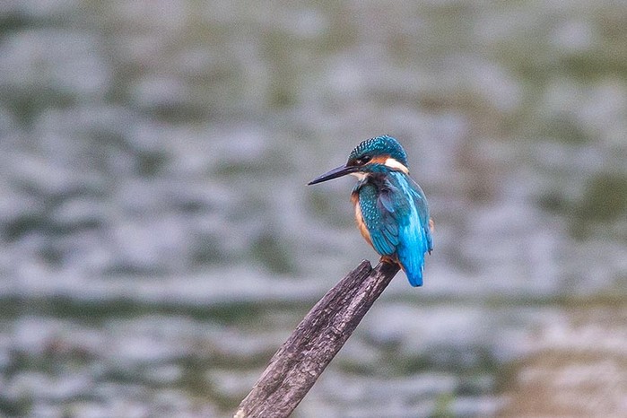 Kingfisher