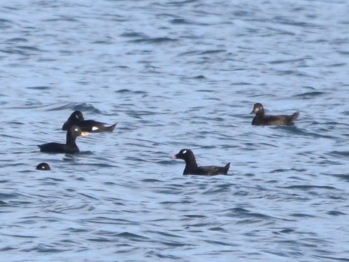 American White-winged Scoter