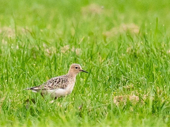 Buff-breasted Sandpiper