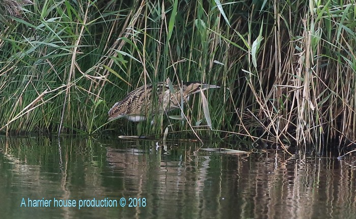 Bittern