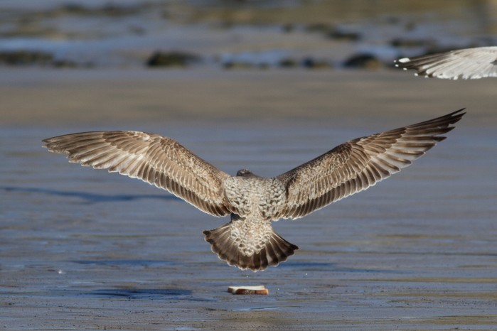 American Herring Gull