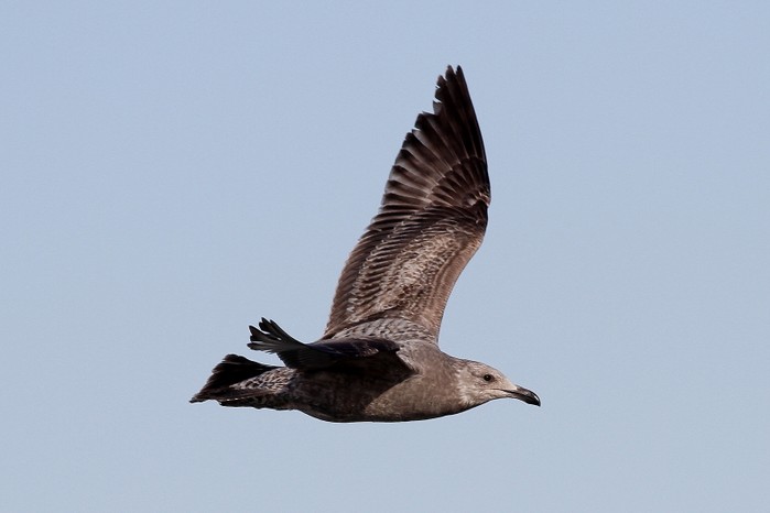 American Herring Gull