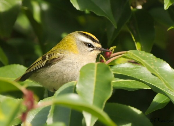 Firecrest