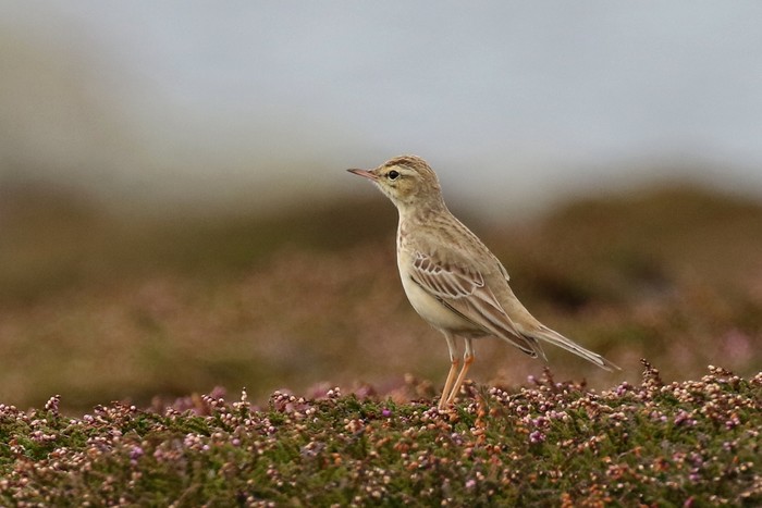 Tawny Pipit