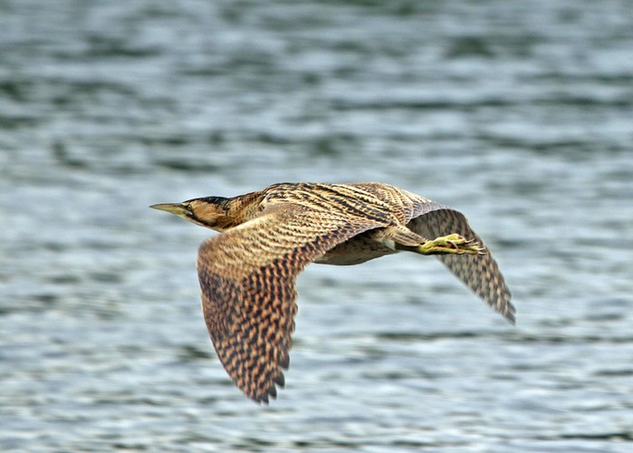 Bittern