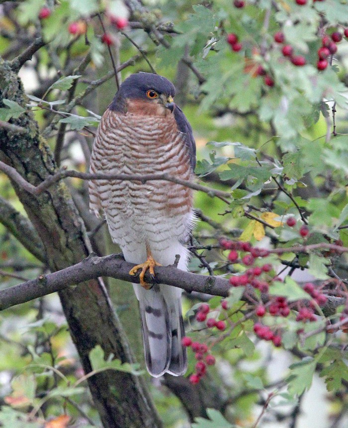 Sparrowhawk