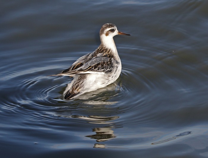 Grey Phalarope