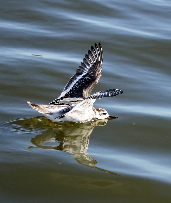 Grey Phalarope