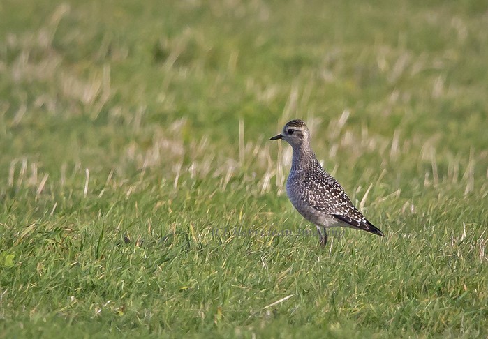 American Golden Plover