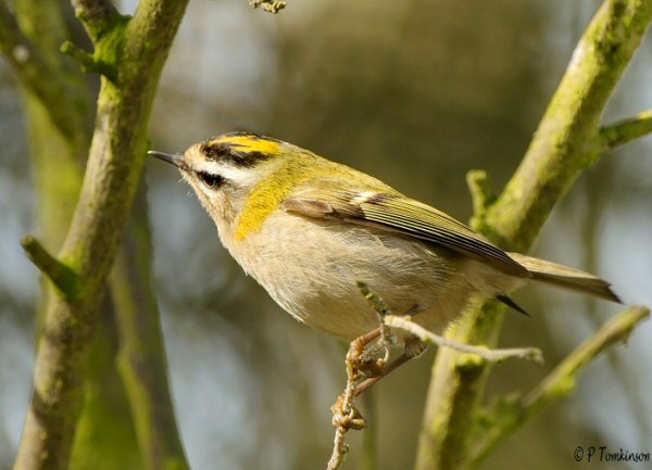 Firecrest