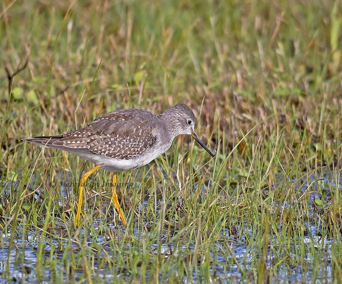 Lesser Yellowlegs