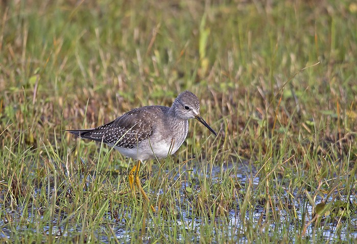 Lesser Yellowlegs