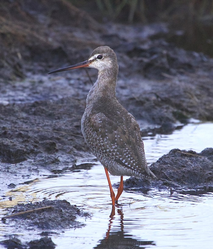 Spotted Redshank