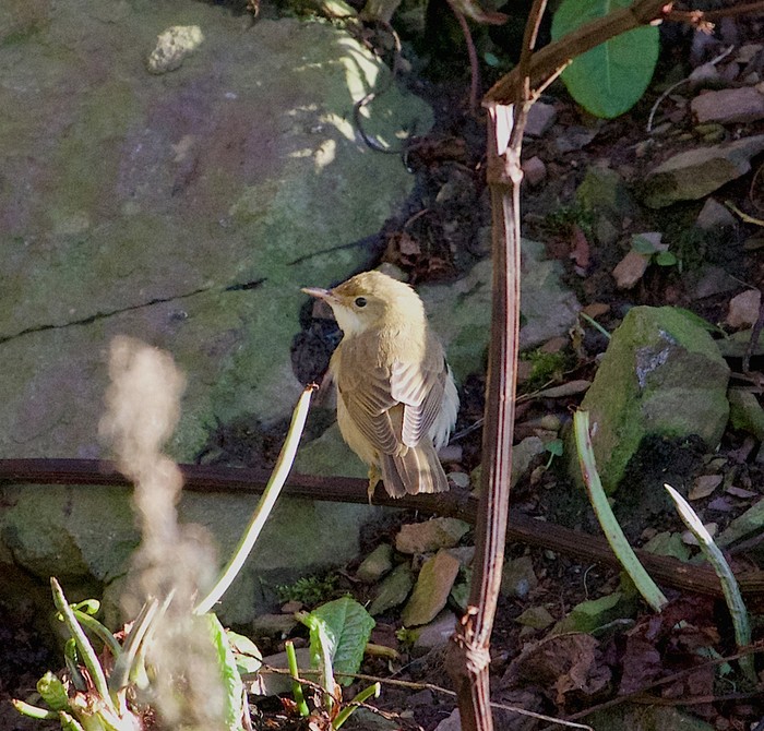 Marsh Warbler
