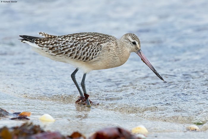 Bar-tailed Godwit