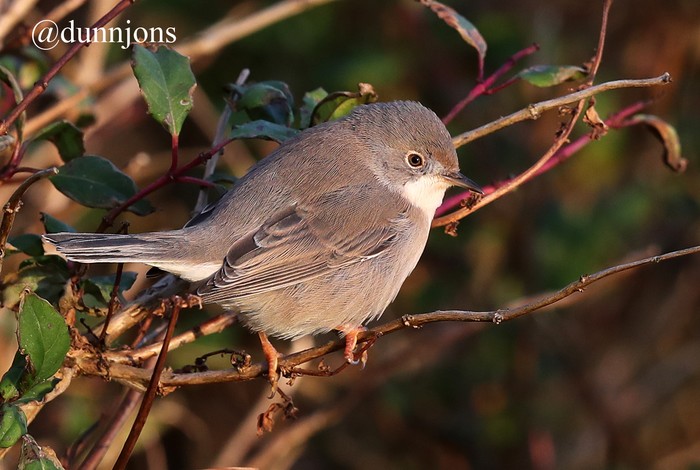 Eastern Subalpine Warbler