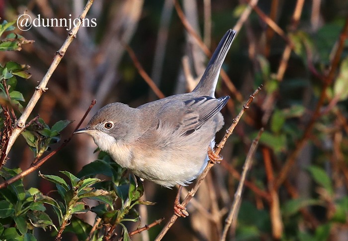 Eastern Subalpine Warbler