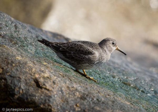 Purple Sandpiper