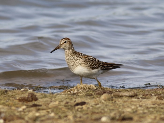 Pectoral Sandpiper