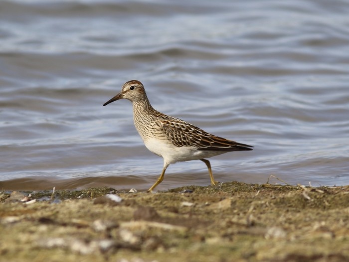 Pectoral Sandpiper