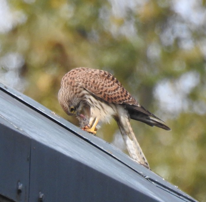 Kestrel