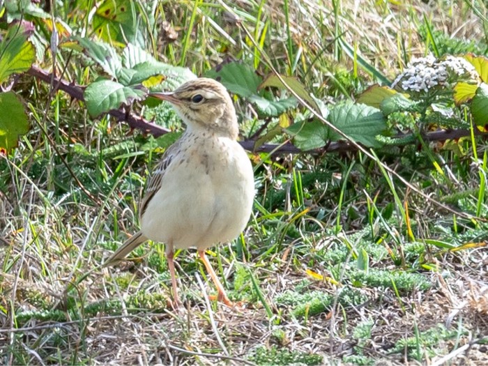 Tawny Pipit